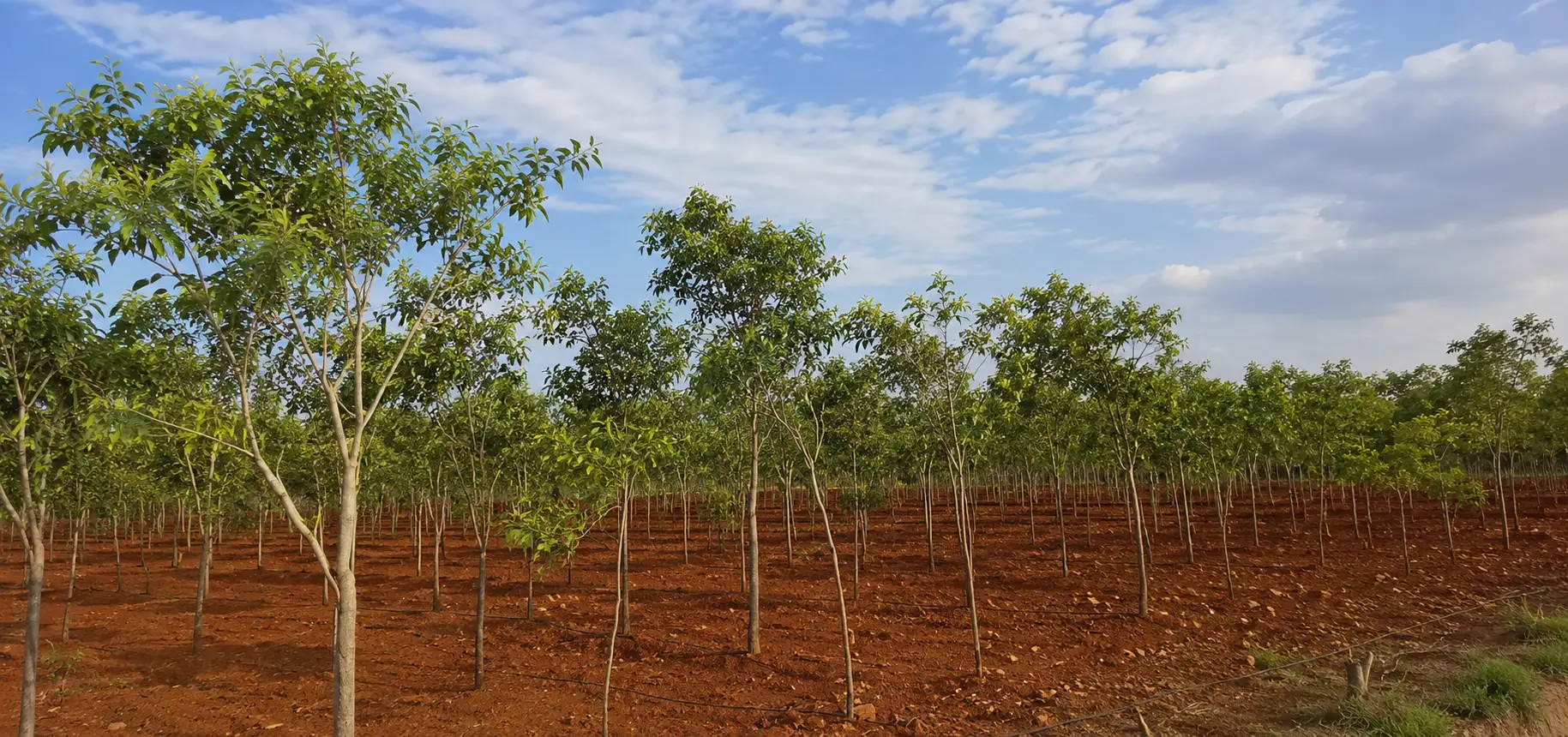 Pre-monsoon maintenance cycle across the Chittoor blocks: weeding, basin repair and protection checks.