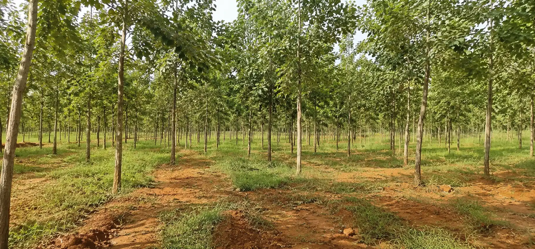 Red sandalwood farm in Palnadu