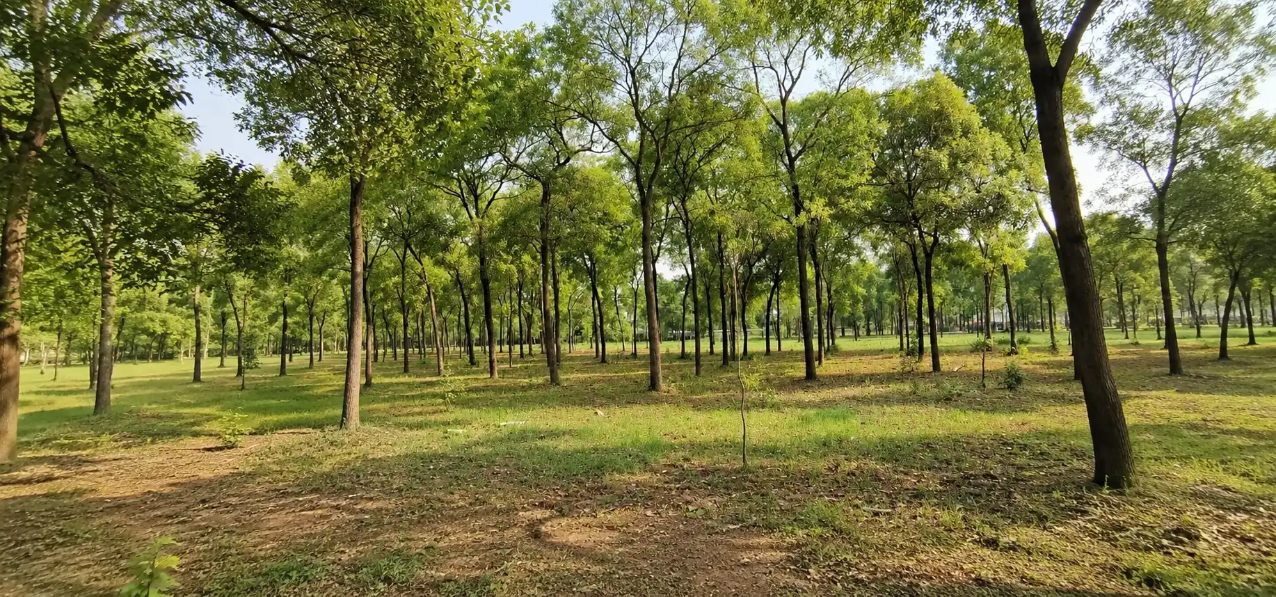 KANCHIPURAM red sandalwood plantation, Kanchipuram (Punugodu GP), Kanigiri Mandal, Prakasam Dist., AP