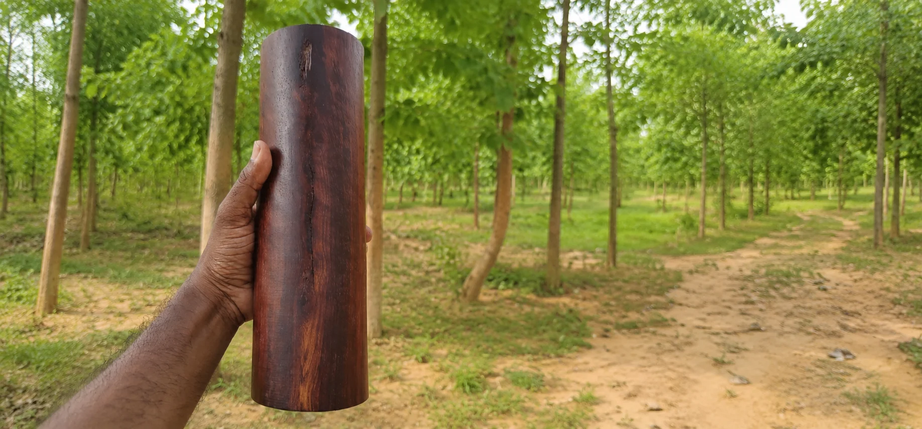 IRASALAGUNDAM red sandalwood plantation, Irasalagundam, Konakanamitla Mandal, Prakasam Dist., AP
