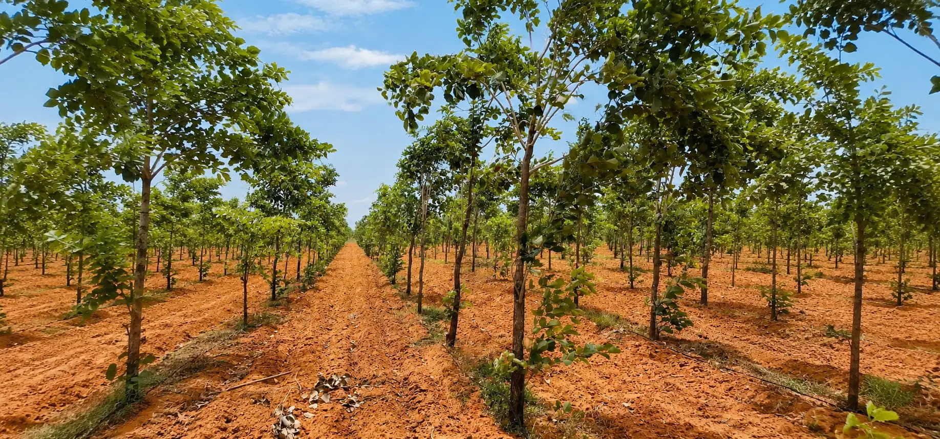 JADADEVI red sandalwood plantation, Jadadevi, Varikuntapadu Mandal, Nellore Dist., AP