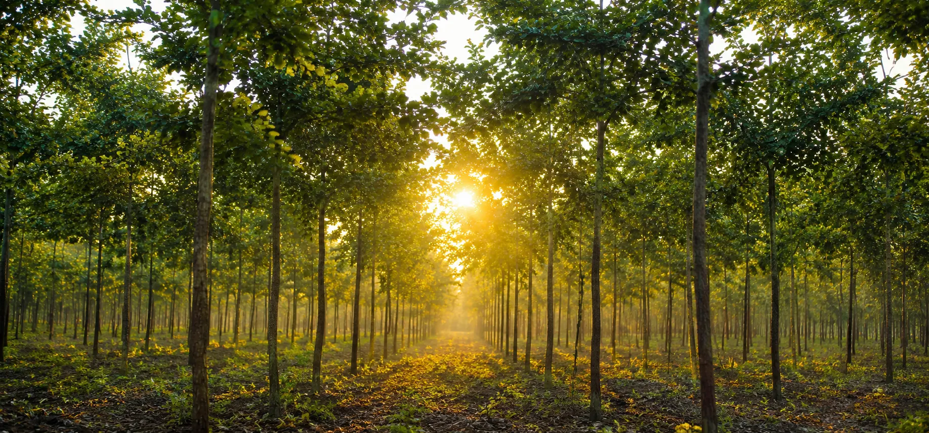 Red sandalwood plantation at sunrise in Andhra Pradesh