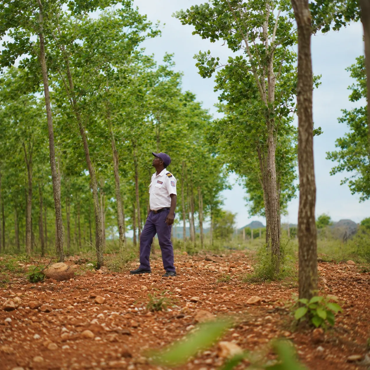On-site watchman among mature red sandalwood trees at a secured venture